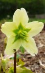 hellébore noire ou rose de Nöel (Helleborus niger) : graines en formation
