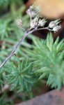 orpin des rochers (Sedum rupestre)