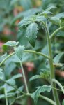 feuillage de tomate (Lycopersicon esculentum)