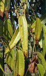 Clematis armandii, feuillage
