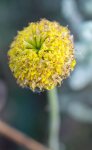 santoline faux-cyprès (Santolina chamaecyparissus)