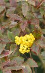 mahonia (Mahonia aquifolium)