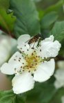 fleur de néflier (Mespilus germanica)