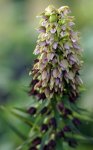 épipactis à larges feuilles (Epipactis hellerobine)