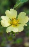 potentille droite (Potentilla recta)