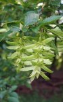 charme (Carpinus betulus) : fruits en formation