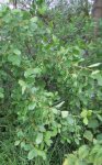 bourdaine (Frangula dodonei)