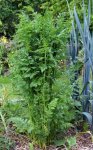 carotte de Tllques (Daucus carota) avant floraison