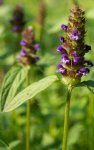 brunelle (Prunella vulgaris)