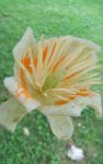 fleur de tulipier de Virginie (Liriodendron tulipifera)