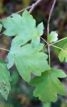 alisier torminal (Sorbus torminalis)