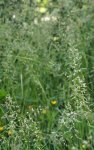 pâturin des prés (Poa pratensis)