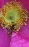 rosier rugueux (Rosa rugosa)