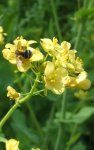 navet boule d'or (Brassica rapa) en floraison