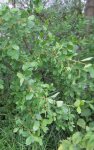 bourdaine (Frangula dodonei)