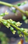 inflorescence femelle de peuplier noir (Populus nigra), gros plan