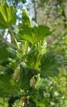 floraison du groseillier à maquereau (Ribes uva-crispa)