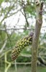 débourrement d'un chaton mâle de noyer (Juglans regia)