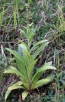 digitale jaune (Digitalis lutea)