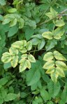 angélique sylvestre (Angelica sylvestris)