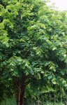 tilleul à grandes feuilles (Tilia platyphyllos)