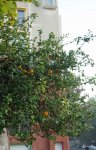 cognassier du Japon (Chaenomeles japonica), par dessus un talus