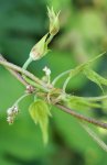inflorescence mâle du houblon (Humulus lupulus)