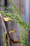 inflorescence femelle de peuplier noir (Populus nigra), gros plan