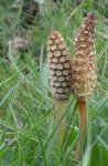 prêle des champs (Equisetum arvense)