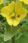 onagre (Oenothera biennis)