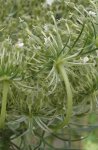 fructification de carotte sauvage (Daucus carotta)
