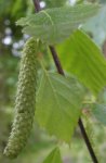 bouleau (Betula pendula), inflorescence femelle fécondée
