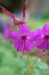 géranium macrorrhizum (Geranium macrorrhizum 'Czakor')