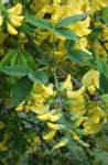 cytise (Laburnum anagyroides)