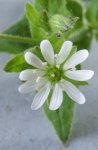 mouron des oiseaux (Stellaria media)