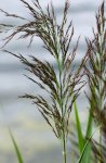inflorescence du roseau (Phragmite australis)