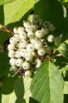 cornouiller sanguin (Cornus sanguinea), fruits avant maturation