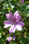 mauve sylvestre (Malva sylvestris)