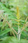 drageon de sumac amarante (Rhus typhina)