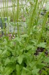 feuillage de la bétoine (Stachys officinalis)
