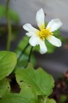 populage horticole (Caltha palustris 'Alba')